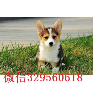 黄山去哪里买两色三色柯基幼犬带证书柯基犬柯基犬舍繁殖