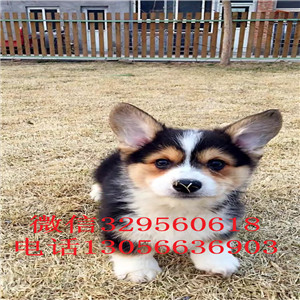 巢湖哪里有卖柯基犬柯基多少钱一只纯种小短腿