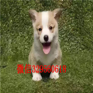 文山去哪里买带血统柯基小狗小短腿柯基犬疫苗驱虫已做