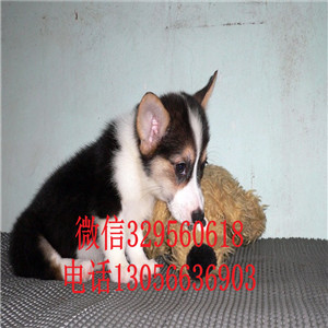 湘潭哪里能买到柯基犬纯种柯基犬短腿柯基柯基犬价格多少钱