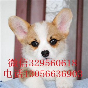 黔西南哪里能买到柯基犬柯基犬图片双血统柯基犬三通柯基犬幼犬