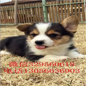 文山纯种柯基幼犬宝宝柯基多少钱一只短腿柯基