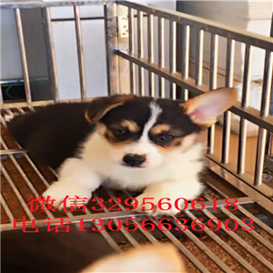 襄樊柯基幼犬出售三色柯基犬纯种威尔士柯基幼