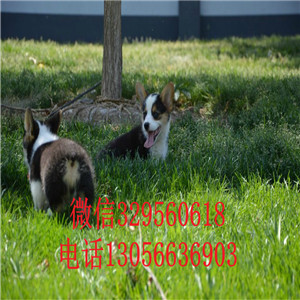 株洲哪里能买到柯基犬三色柯基犬柯基多少钱威