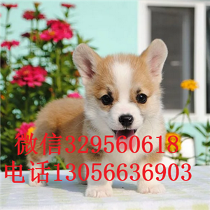 阿里哪里有卖柯基犬三色柯基犬柯基多少钱出售极品柯基幼犬