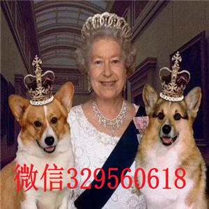 黔西南出售纯种柯基犬柯基犬图片纯种柯基幼犬