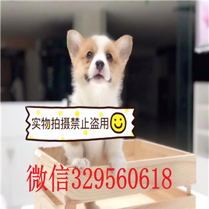 盘锦哪里能买到纯种柯基犬柯基犬图片基地出售纯种柯基幼犬养殖场直销柯基犬幼犬