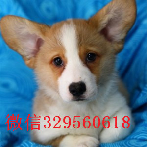 怀化哪里有卖纯种柯基犬出售双血统双色柯基犬