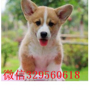 楚雄哪里能买到纯种柯基犬纯种 柯基幼犬出售