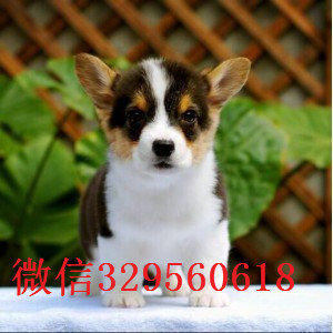 永州出售纯种柯基犬出售双血统双色柯基犬威尔