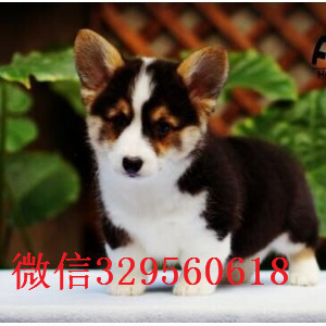 郴州哪里有卖纯种柯基犬柯基犬图片基地出售纯