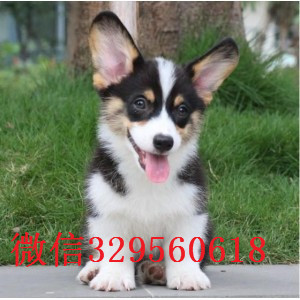 九江哪里有卖纯种柯基犬纯种 柯基幼犬出售短