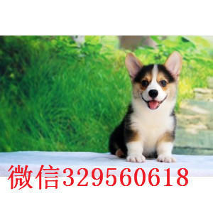 襄樊正规狗场犬舍直销柯基幼犬出售双血统双色柯基犬短毛小型犬柯基宝宝柯基犬多少钱