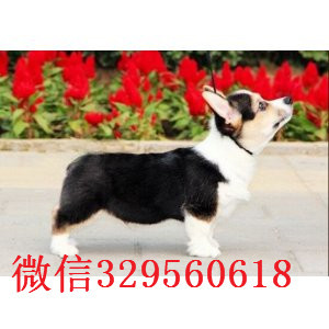 赤峰正规狗场犬舍直销柯基幼犬纯种 柯基幼犬出售基地出售纯种柯基幼犬柯基犬多少钱