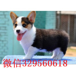 金昌哪里有卖纯种柯基犬柯基犬图片短毛小型犬