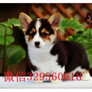 钦州正规狗场犬舍直销柯基幼犬柯基犬图片威尔