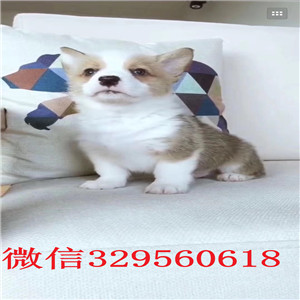 朔州正规狗场犬舍直销柯基幼犬出售双血统双色柯基犬纯种柯基幼犬宝宝精品威尔士柯基犬出售
