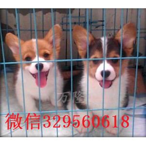 怒江正规狗场犬舍直销柯基幼犬出售双血统双色柯基犬威尔士柯基疫苗驱虫已做精品威尔士柯基犬出售