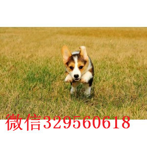 昌吉哪里有卖纯种柯基犬纯种 柯基幼犬出售纯