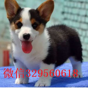 三沙哪里有卖纯种柯基犬柯基犬图片短毛小型犬