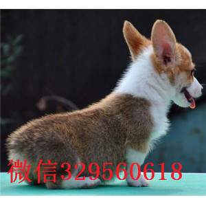 枣庄出售纯种柯基犬柯基犬图片短毛小型犬柯基