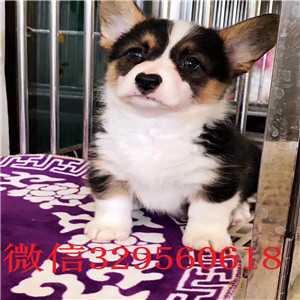 辽阳正规狗场犬舍直销柯基幼犬纯种 柯基幼犬出售威尔士柯基疫苗驱虫已做养殖场直销柯基犬幼犬
