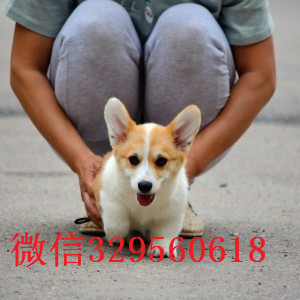 荆门哪里能买到纯种柯基犬纯种 柯基幼犬出售