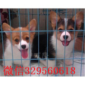 河池哪里有卖纯种柯基犬柯基犬图片威尔士柯基