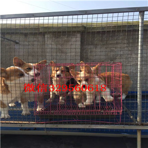 朔州正规狗场犬舍直销柯基幼犬出售双血统双色柯基犬纯种柯基幼犬宝宝精品威尔士柯基犬出售