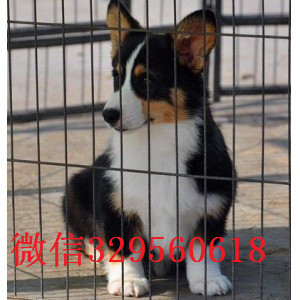 百色正规狗场犬舍直销柯基幼犬出售双血统双色