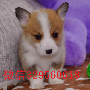 临夏正规狗场犬舍直销柯基幼犬纯种 柯基幼犬