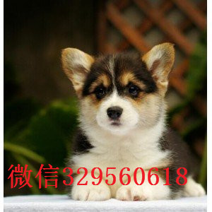 佳木斯出售纯种柯基犬纯种 柯基幼犬出售纯种