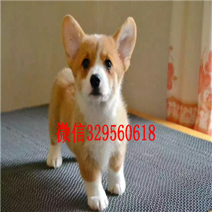 安康出售纯种柯基犬柯基犬图片短毛小型犬柯基宝宝威尔士柯基宝宝 短腿柯基