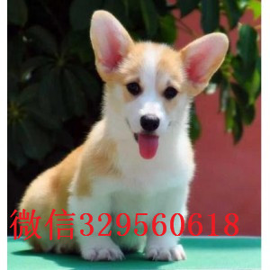 赤峰正规狗场犬舍直销柯基幼犬纯种 柯基幼犬出售基地出售纯种柯基幼犬柯基犬多少钱