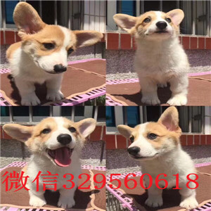 辽阳正规狗场犬舍直销柯基幼犬纯种 柯基幼犬出售威尔士柯基疫苗驱虫已做养殖场直销柯基犬幼犬