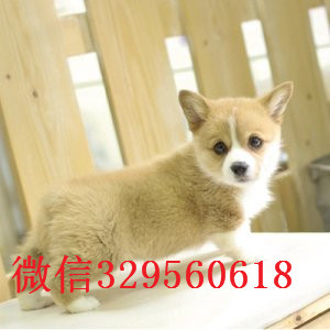 合肥正规狗场犬舍直销柯基幼犬柯基多少钱一只