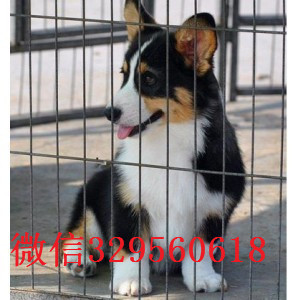 海淀哪里有卖纯种柯基犬出售双血统双色柯基犬