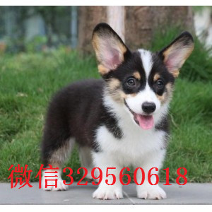 金昌哪里有卖纯种柯基犬柯基犬图片短毛小型犬柯基宝宝养殖场直销柯基犬幼犬