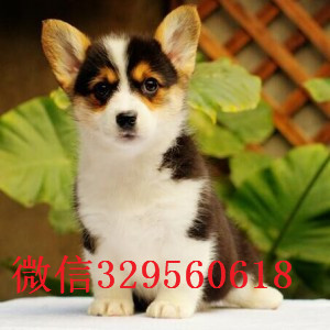 大连出售纯种柯基犬纯种 柯基幼犬出售纯种柯基幼犬宝宝柯基犬多少钱