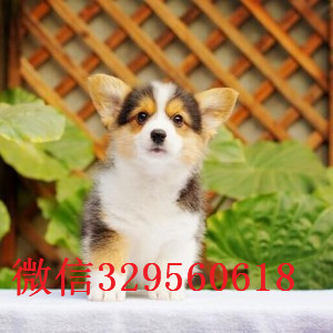 牡丹江哪里能买到纯种柯基犬纯种 柯基幼犬出