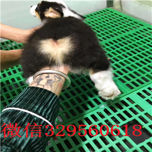 中卫正规狗场犬舍直销柯基幼犬柯基多少钱一只
