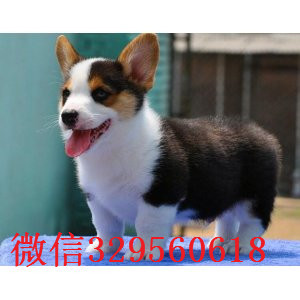 汕头哪里有卖纯种柯基犬纯种 柯基幼犬出售纯种柯基幼犬宝宝威尔士柯基宝宝 短腿柯基