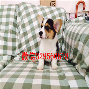 广元哪里有卖柯基犬出售精品柯基犬宝宝纯种小短腿大屁股柯基犬本地犬舍出售柯基
