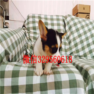 淮北哪里有卖柯基犬柯基多少钱 柯基图片柯基幼犬 小短腿柯基犬价格