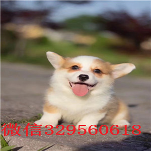 大连哪里有卖柯基犬幼犬_柯基犬多少钱_柯基犬图片