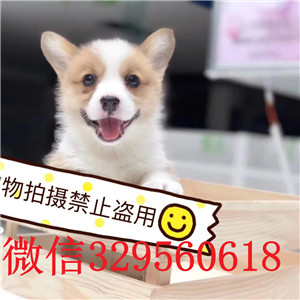 齐齐哈尔哪里有卖柯基犬幼犬_柯基犬多少钱_柯基犬图片