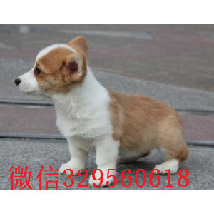 承德市纯种威尔士柯基犬出售精品柯基犬宝宝柯