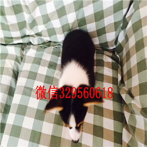 淮北哪里有卖柯基犬柯基多少钱 柯基图片柯基幼犬 小短腿柯基犬价格