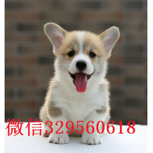 沈阳哪里有卖柯基犬 纯种柯基多少钱一只 短腿