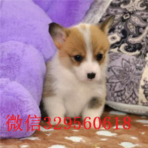 甘孜地出售高品质柯基犬双色三色柯基犬 多少